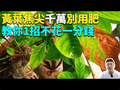 尖葉植物 風水|【尖葉植物】如何透過尖葉植物提升家居風水催旺效果！